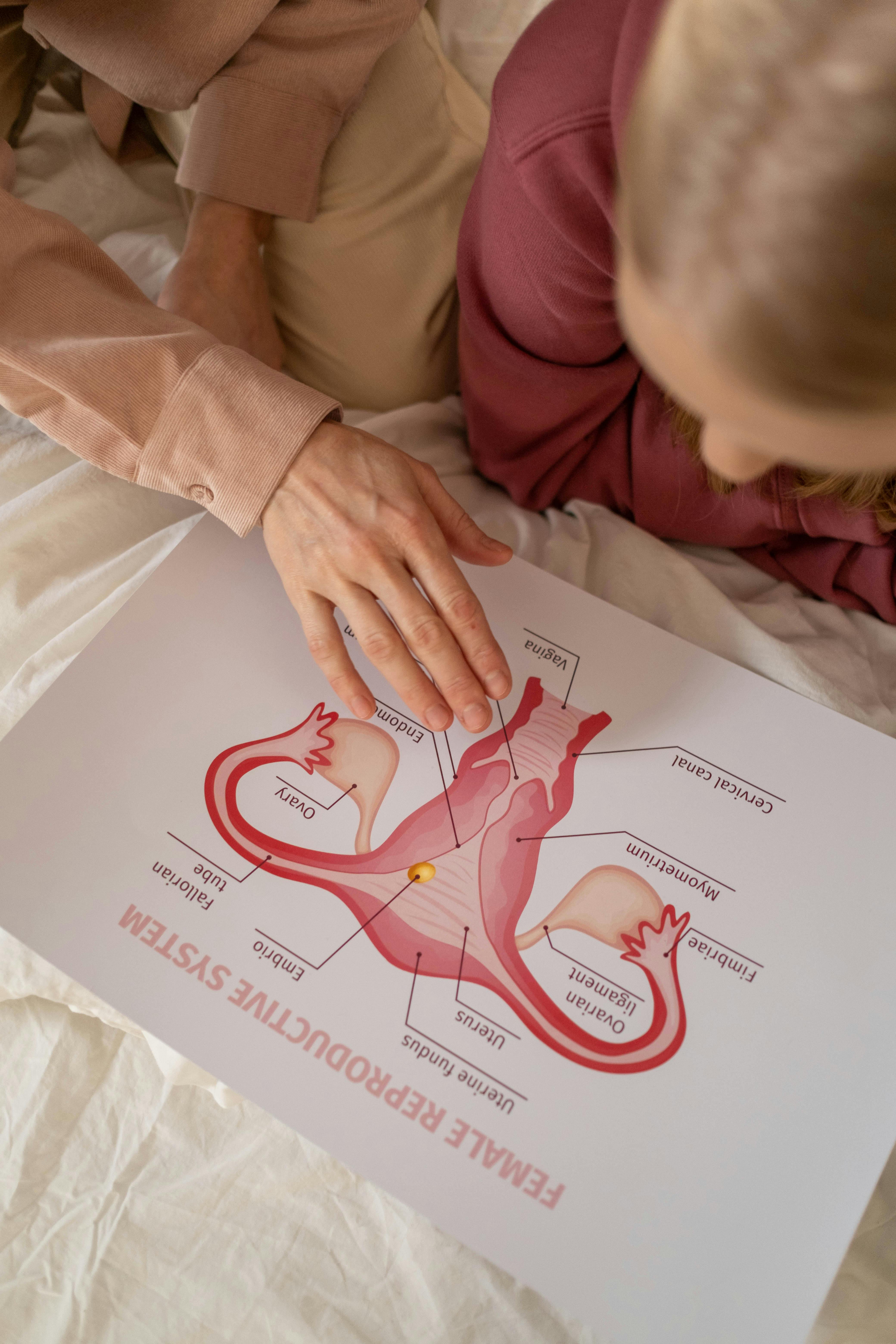 Physician and patient reviewing female reproductive anatomy — women's health education